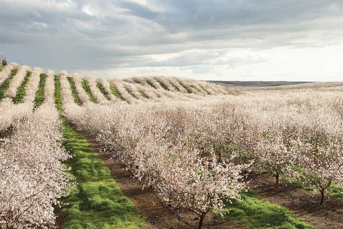 Secrets to successful almond production - Agri Technovation