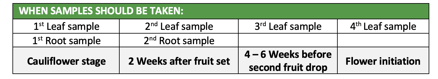 Carbohydrates in Avocados