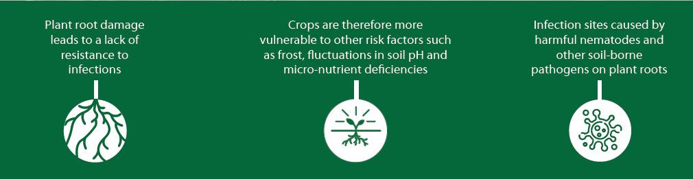 Soil Health