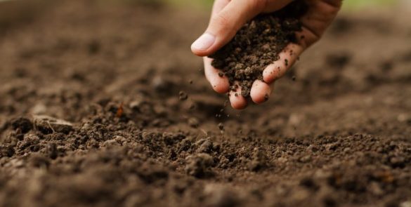 Soil Health