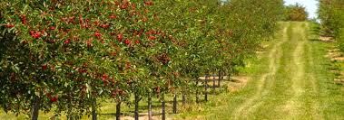 Tree Crops