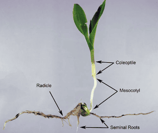 In-furrow