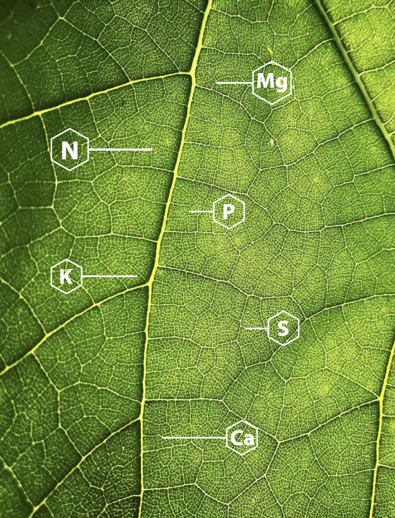 ITEST LEAF