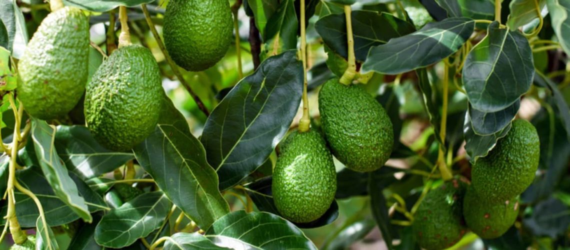 at-news-culture-2019-06-avocado-tree